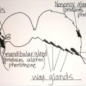 Perfume Pheromone Forum - Learning About The Existence As Well As Features Of Human Being Pheromones