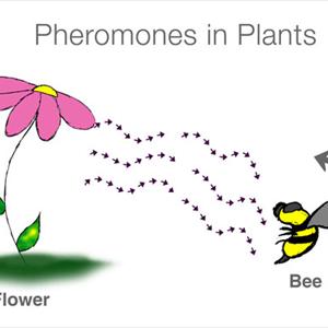 Phremones For Men - Pheromones And Increased Attractiveness